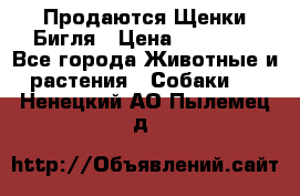 Продаются Щенки Бигля › Цена ­ 35 000 - Все города Животные и растения » Собаки   . Ненецкий АО,Пылемец д.